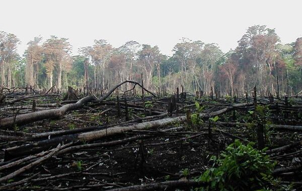 Pérdida de la biodiversidad generó crisis sanitaria: representante en México del PNUD