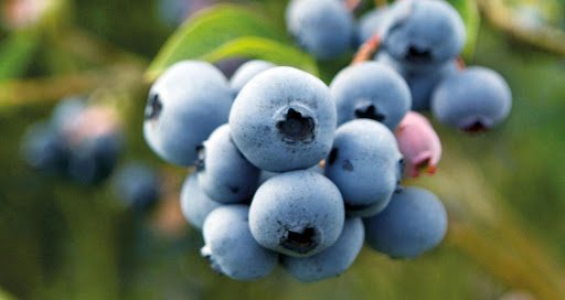 SDR impulsa a productores de blueberry para obtener certificación
