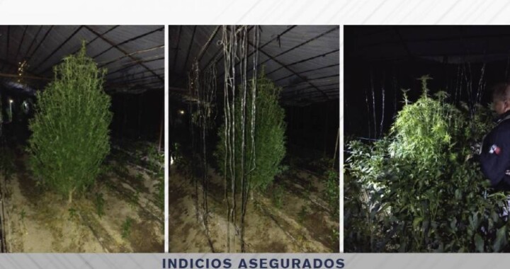 Hallan invernadero de plantas de marihuana en Quecholac