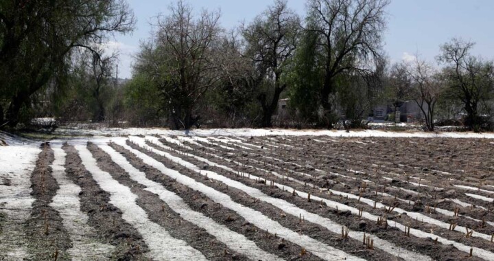 Por tormenta en Atlixco, SDR inicia revisión de daños a cultivos