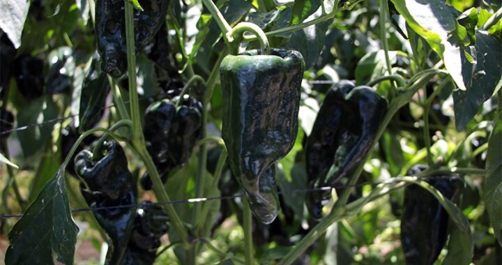 Busca SDR denominación de origen para amaranto, chile poblano criollo y aguacate fuerte