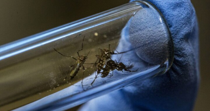 Salud reporta 412 casos de dengue