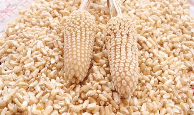 Impulsa Gobierno del Estado resguardo de maíces nativos: Altamirano