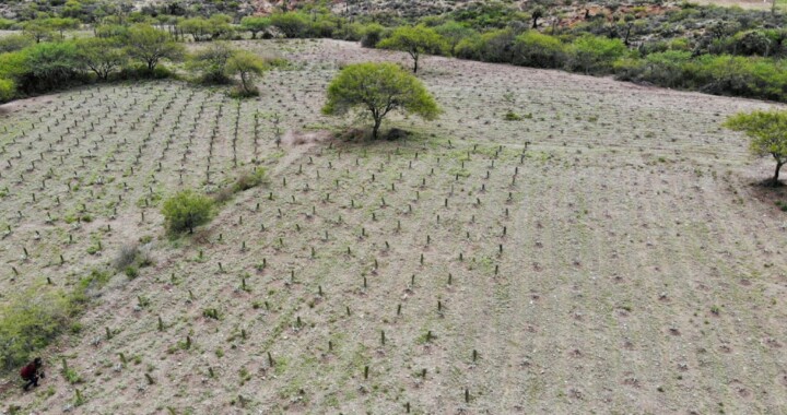 Impulsa SDR conservación de magueyes nativos en reserva de Biósfera de Tehuacán