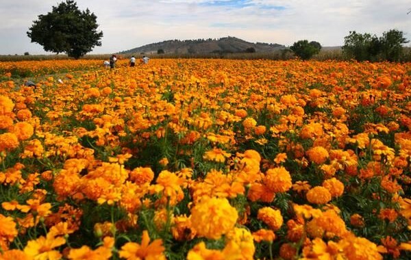 Todo listo para la venta de flor de Cempasúchil en Atlixco