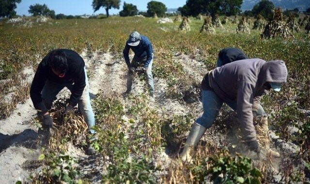 Productores de Emilio Portes Gil duplicarán cosecha de frijol con asesoría de Granjas Carroll