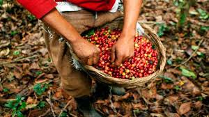 Puebla con potencial comercial para exportar café a Corea del Sur