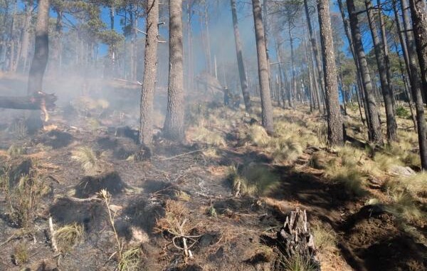 Puebla registra 56 incendios forestales en lo que va del año