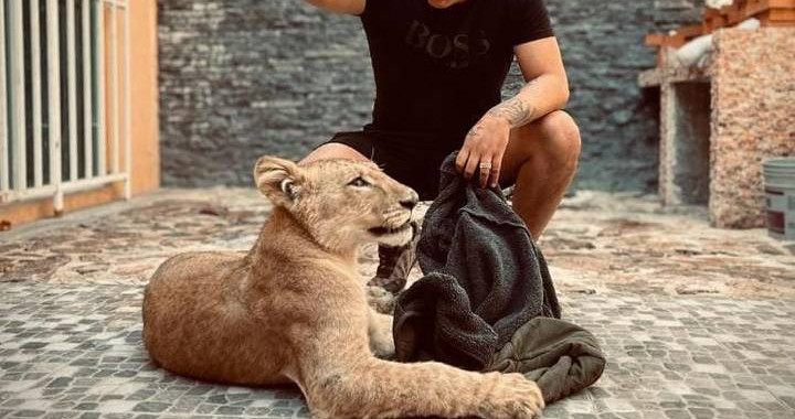 Hijo del alcalde de Amozoc exhibe y pone a la venta una leona