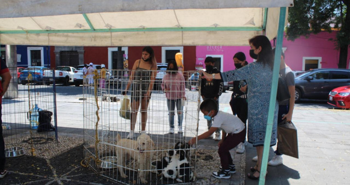 Encuentran más lomitos un hogar en la jornada de adopción del Ayuntamiento