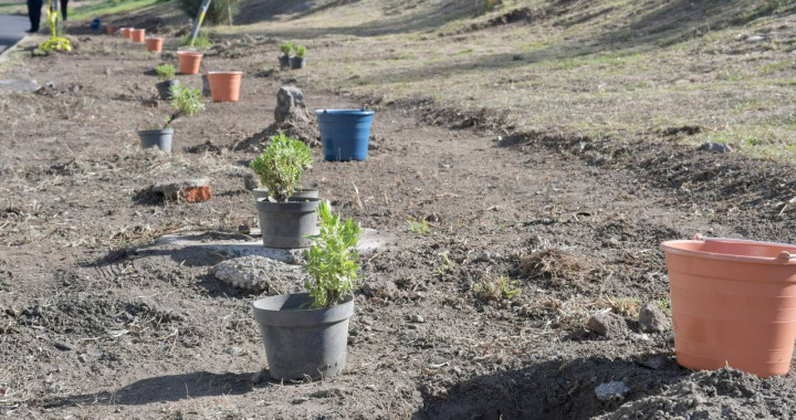 CON 14 MIL ÁRBOLES SEMBRADOS, PUEBLA SE LLENA DE “AIRE JOVEN”