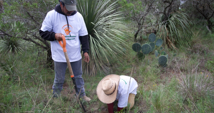 Reforesta Granjas Carroll más de 3 hectáreas en Tepeyahualco