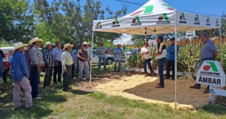 Presenta SDR resultados de producción de sorgo