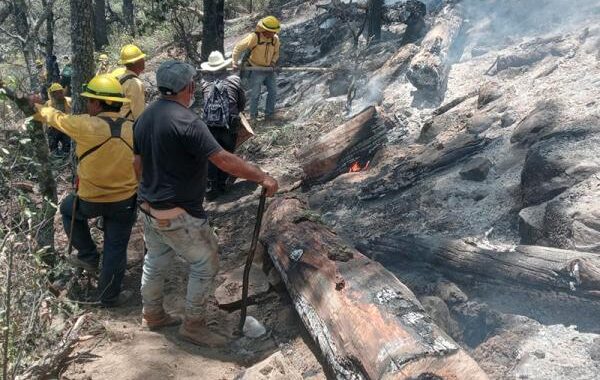 Atienden 246 incendios forestales en el año: Medio Ambiente