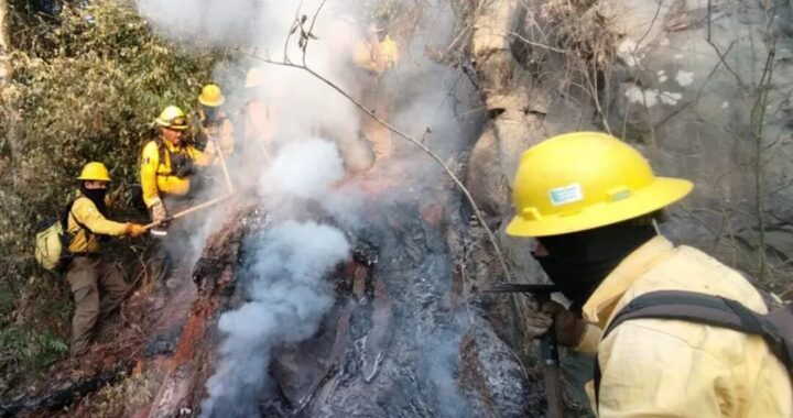 Reportan incendio forestal en Chilchotla; brigada “Coyote” lo controlan