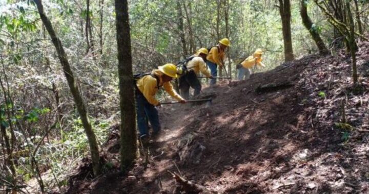 Irrumpen 14 incendios forestales en un solo día