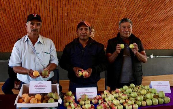 Fomentan preservación de Chile en Nogada como Patrimonio Cultural Intangible