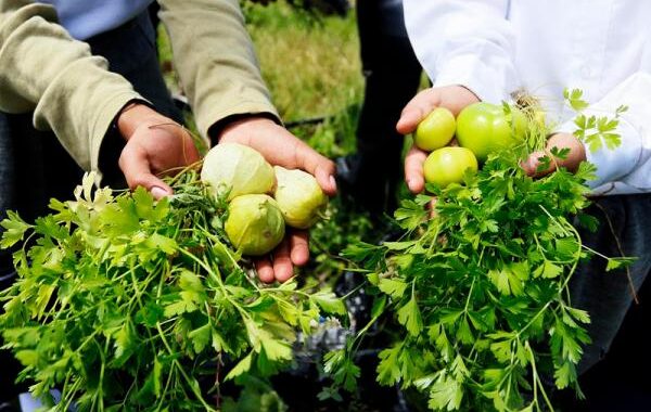 Bienestar favorece a familias sanandreseñas con proyecto de huerto escolar