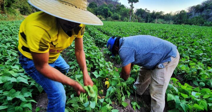 En forma el Programa Nacional de Soberanía Alimentaria, la transformación del campo en Puebla: Armenta