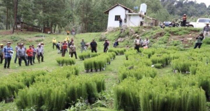 Gobierno entrega 7 millones de árboles y plantas para reforestar