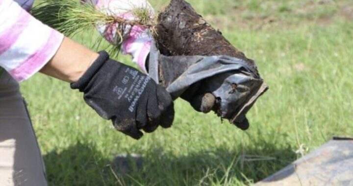 Ya son 113 municipios beneficiados con plan de reforestación del gobierno estatal