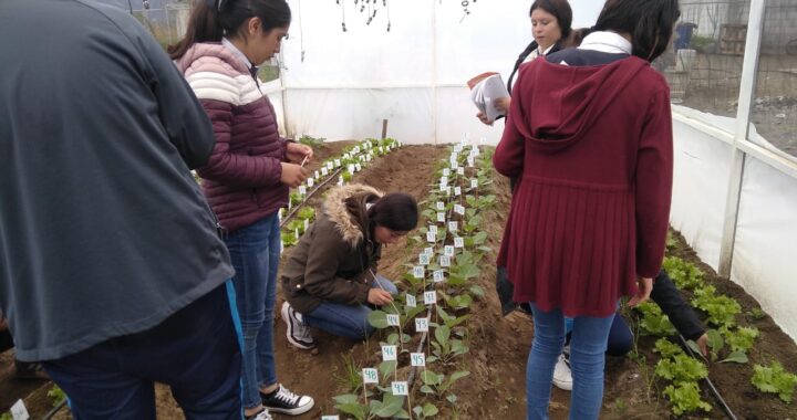 Pone en marcha Granjas Carroll el huerto invernadero escolar