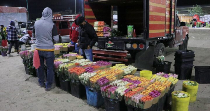 Se prepara Mercado de Flores de Villa Frontera para el 14 de febrero