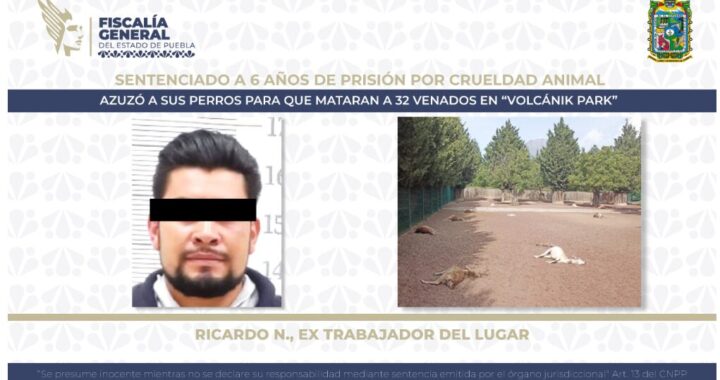 Mata hombre a 32 venados en Chignahuapan y lo condenan a 6 años de cárcel