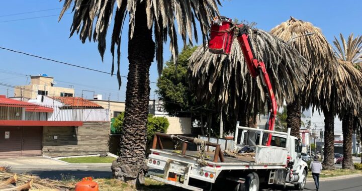 Realiza Gobierno de la Ciudad intervenciones en palmeras en la Colonia La Paz y Avenida Juárez